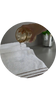 Absorção